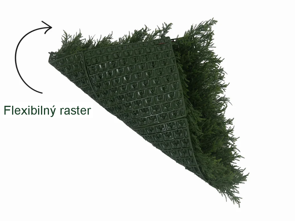 THUJA JAPONICA, dielec 50 x 50 cm