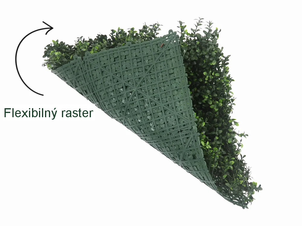 Buxus japonicus, dielec 50 x 50 cm