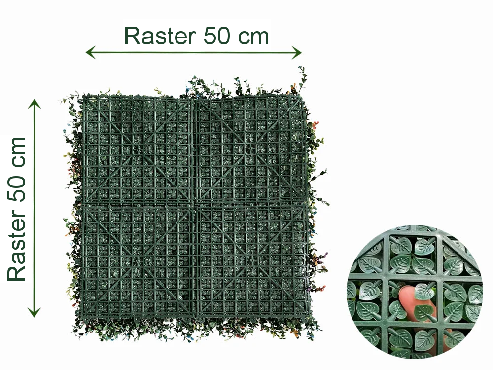 Buxus multicolor, dielec 50 x 50 cm