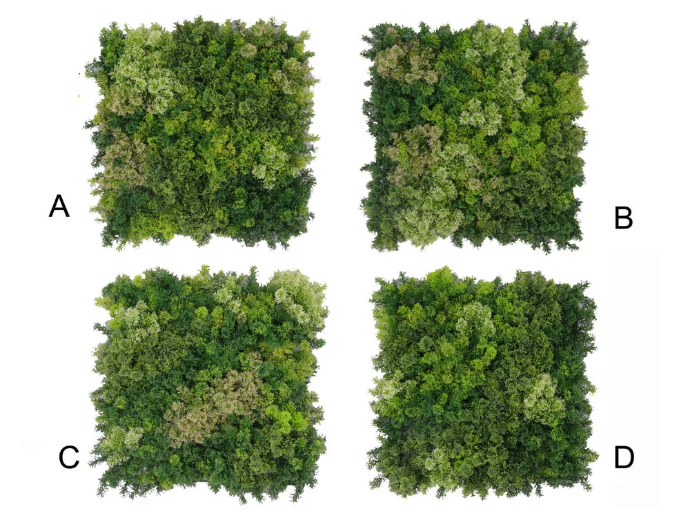 Moss coral mix 2, dielec 50 x 50 cm