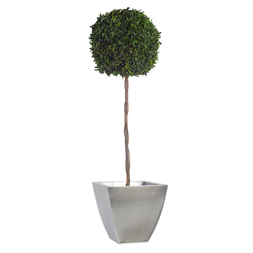 Pittosporum - simple spehere