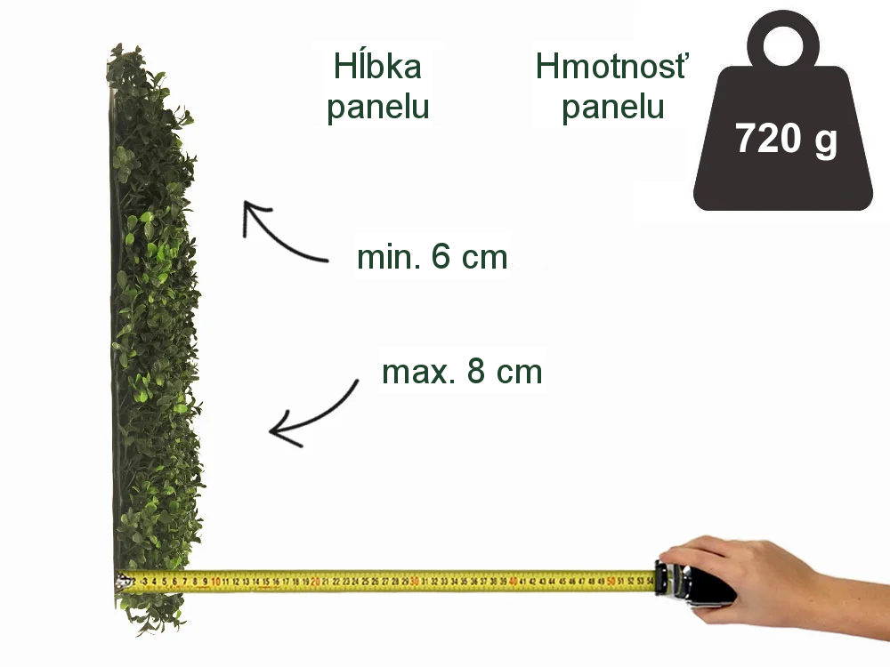 Buxus japonicus, dielec 50 x 50 cm