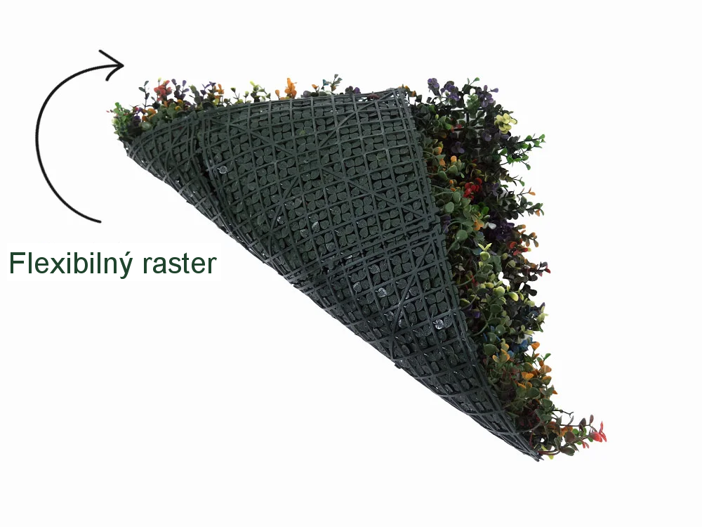 Buxus multicolor, dielec 50 x 50 cm