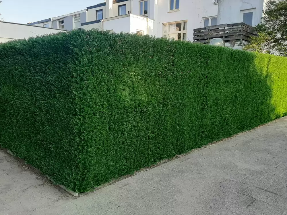 THUJA JAPONICA, dielec 50 x 50 cm