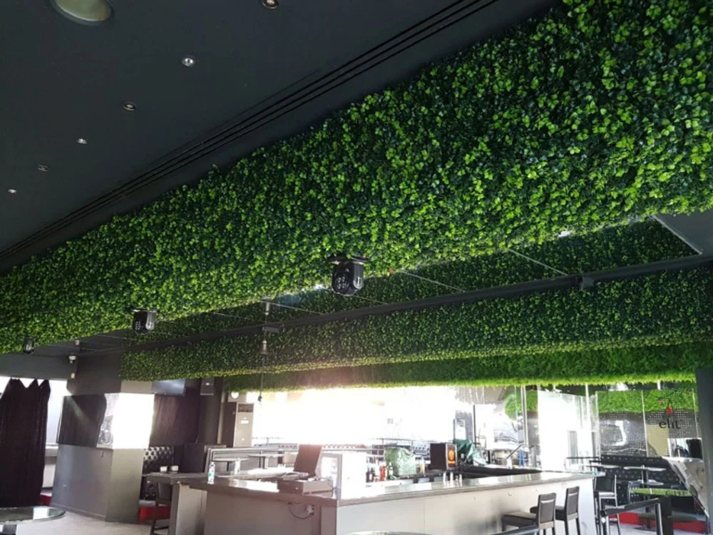 Buxus japonicus, dielec 50 x 50 cm