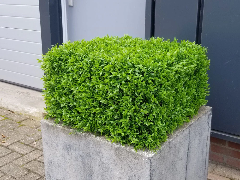 Buxus Muisdoorn, dielec 50 x 50 cm