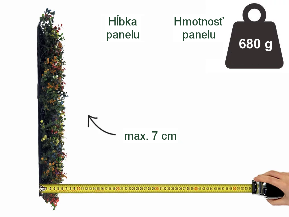 Buxus multicolor, dielec 50 x 50 cm