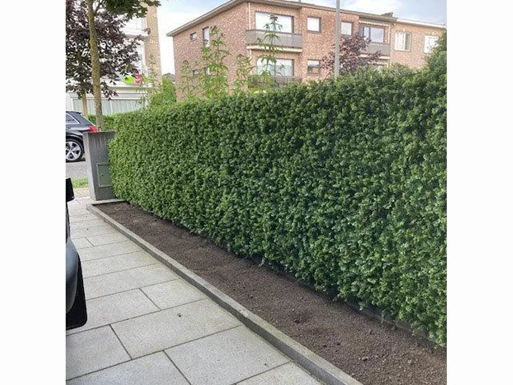 THUJA green, dielec 50 x 50 cm