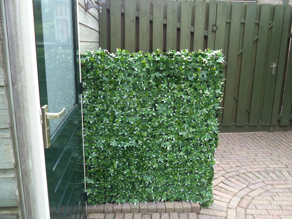 Hedera helix VG, dielec 50 x 50 cm