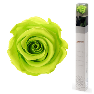 Darčeková stabilizovaná ruža - žiarivo limetková
