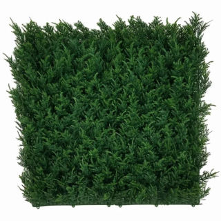 THUJA JAPONICA, dielec 50 x 50 cm