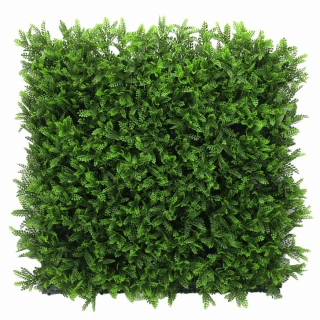 Asplenium dark, dielec 50 x 50 cm
