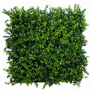 Buxus japonicus, dielec 50 x 50 cm