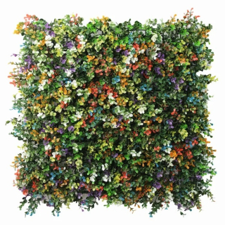 Buxus multicolor, dielec 50 x 50 cm