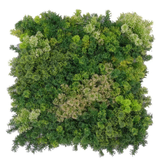 Moss coral mix 2, dielec 50 x 50 cm