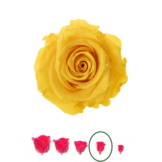 Hlavy ruží - mini 12 ks