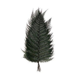 Brillant fern