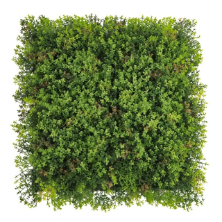 MINI WALL GREEN Sedum, dielec 50 x 50 cm