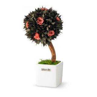 Stromček Parvifolia I
