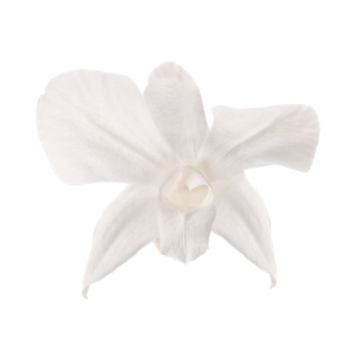 Dendrobium - 5 ks