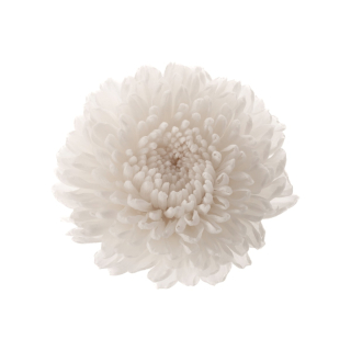 Chrysanthema Focus - 12 ks