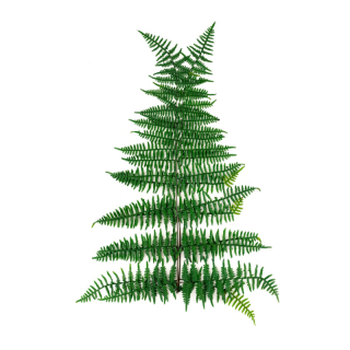 Asa fern