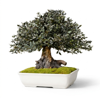 Parvifolia bonsai