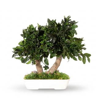 Pittosporum bonsai