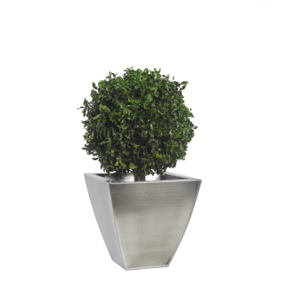 Pittosporum - simple spehere