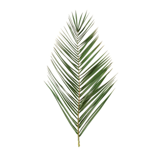 List palmy Phoenix