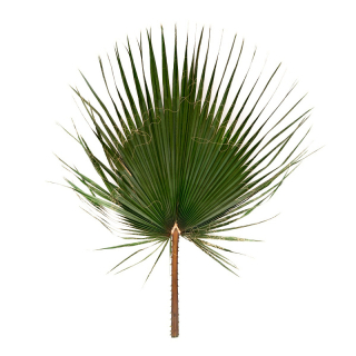 List palmy Washingtonia