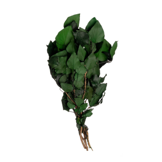 Hedera Arborea