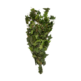 Hedera Helix Mini