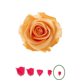 Hlavy ruží - princess 16 ks