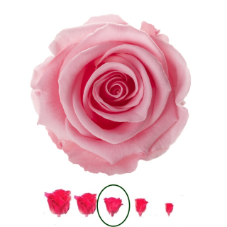 Hlavy ruží - štandard 6 ks