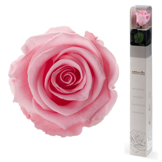 Darčeková stabilizovaná ruža - svetlo ružová